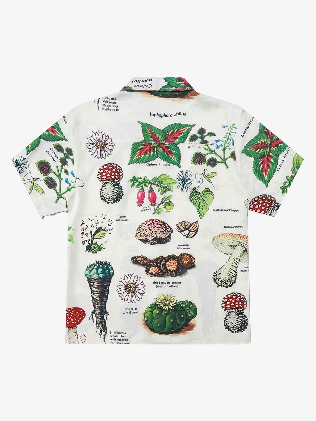 Vintage Succulent Botanical Print Camp Collar Boxy Shirt